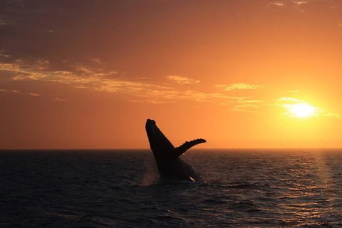 Sunset Cruise Wildlife Watching - Attractions Melbourne 3