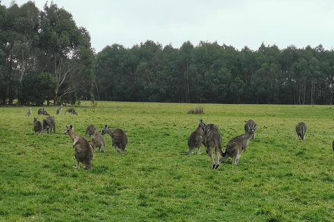 Private Tour: Great Ocean Road From Melbourne - Attractions Melbourne 18