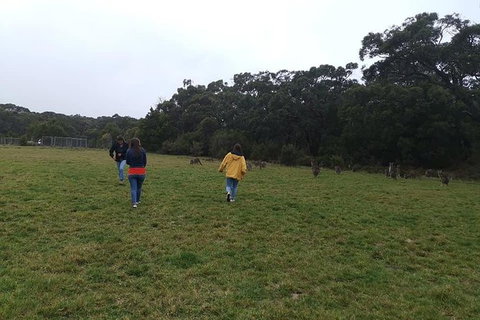 Private Tour: Great Ocean Road From Melbourne - Attractions Melbourne 17