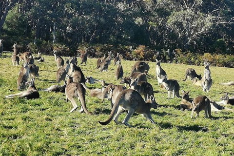 Private Tour: Great Ocean Road From Melbourne - Attractions Melbourne 20