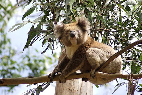 Great Ocean Road Small-Group Ecotour From Melbourne - Attractions Melbourne 35
