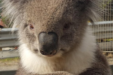 2 Day Great Ocean Road Tour From Melbourne - Attractions Melbourne 12
