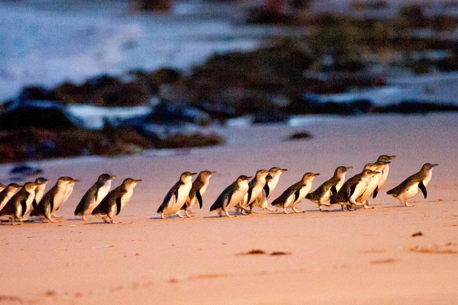 Phillip Island Penguin Parade Entry and Express Shuttle from Melbourne Melbourne