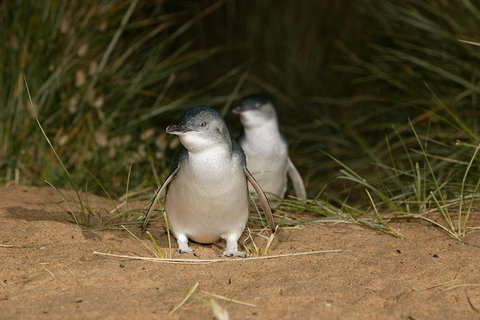 Small-Group Phillip Island Day Trip From Melbourne With Penguin Plus Viewing - Attractions Melbourne 1