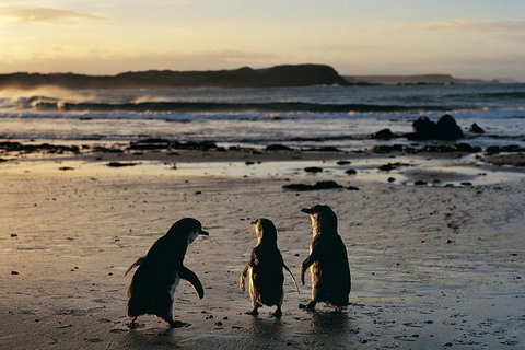 Small-Group Phillip Island Day Trip From Melbourne With Penguin Plus Viewing - Attractions Melbourne 15