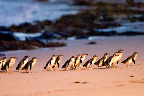 Small-Group Phillip Island Day Trip From Melbourne With Penguin Plus Viewing - Attractions Melbourne 13