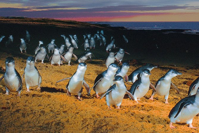 Phillip Island Tour from Melbourne Melbourne
