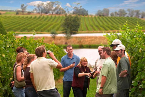 Yarra Valley Balloon Flight And Winery Tour - Attractions Melbourne 17