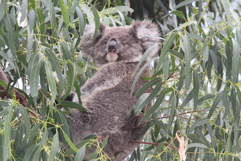 Koalas And Kangaroo In The Wild Tour From Melbourne - Attractions Melbourne 9