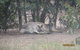 Koalas And Kangaroo In The Wild Tour From Melbourne - thumb 14