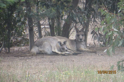 Koalas And Kangaroo In The Wild Tour From Melbourne - Attractions Melbourne 14