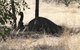 Koalas And Kangaroo In The Wild Tour From Melbourne - thumb 8