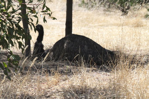 Koalas And Kangaroo In The Wild Tour From Melbourne - Attractions Melbourne 8