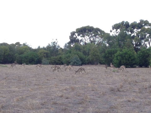 Koalas And Kangaroo In The Wild Tour From Melbourne - Attractions Melbourne 11