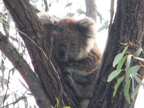 Koalas And Kangaroo In The Wild Tour From Melbourne - Attractions Melbourne 24