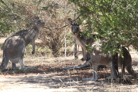 Koalas And Kangaroo In The Wild Tour From Melbourne - Attractions Melbourne 6