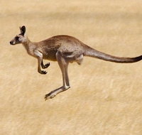 Koalas and Kangaroo in the Wild Tour from Melbourne - Attractions Melbourne