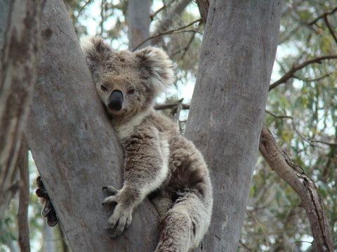 Koalas And Kangaroo In The Wild Tour From Melbourne - Attractions Melbourne 21