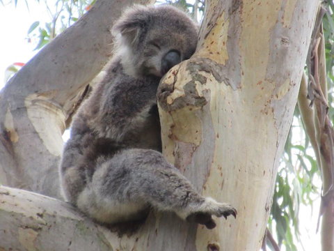 Koalas And Kangaroo In The Wild Tour From Melbourne - Attractions Melbourne 17
