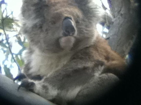 Koalas And Kangaroo In The Wild Tour From Melbourne - Attractions Melbourne 20