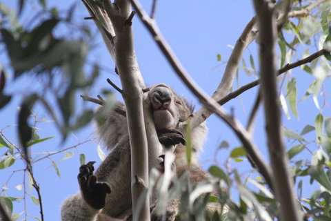 Koalas And Kangaroo In The Wild Tour From Melbourne - Attractions Melbourne 10