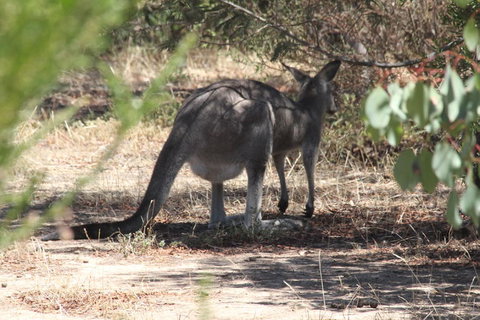 Koalas And Kangaroo In The Wild Tour From Melbourne - Attractions Melbourne 3