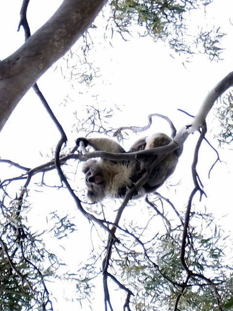 Koalas And Kangaroo In The Wild Tour From Melbourne - Attractions Melbourne 2