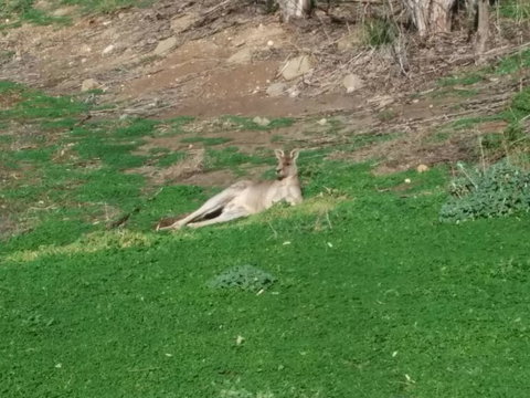 Koalas And Kangaroo In The Wild Tour From Melbourne - Attractions Melbourne 16