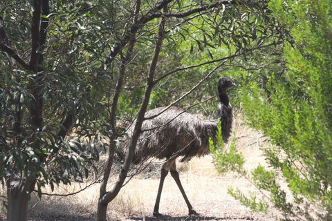 Koalas And Kangaroo In The Wild Tour From Melbourne - Attractions Melbourne 7