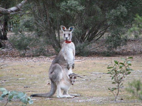 Koalas And Kangaroo In The Wild Tour From Melbourne - Attractions Melbourne 23