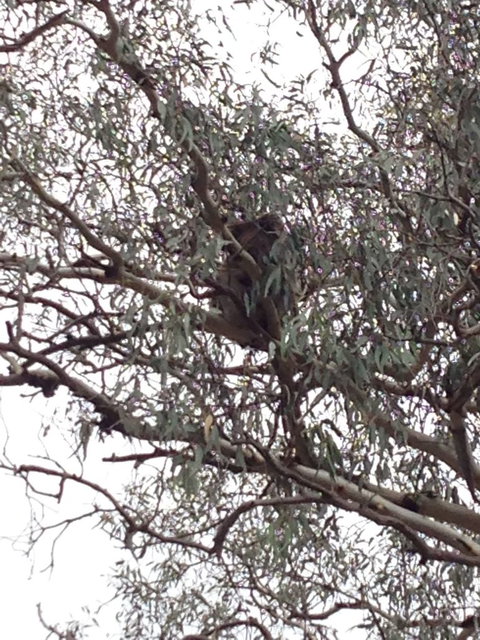 Koalas And Kangaroo In The Wild Tour From Melbourne - Attractions Melbourne 13