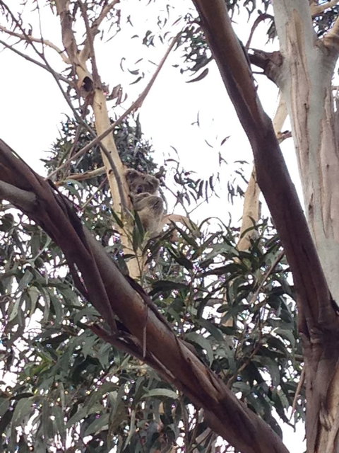 Koalas And Kangaroo In The Wild Tour From Melbourne - Attractions Melbourne 12