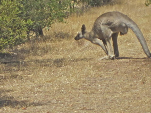 Koalas And Kangaroo In The Wild Tour From Melbourne - Attractions Melbourne 18