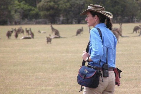 Koalas And Kangaroo In The Wild Tour From Melbourne - Attractions Melbourne 30