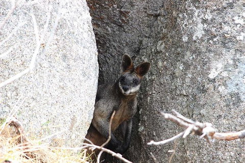 Koalas And Kangaroo In The Wild Tour From Melbourne - Attractions Melbourne 27