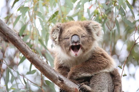 Koalas And Kangaroo In The Wild Tour From Melbourne - Attractions Melbourne 28