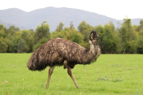 Koalas And Kangaroo In The Wild Tour From Melbourne - Attractions Melbourne 29