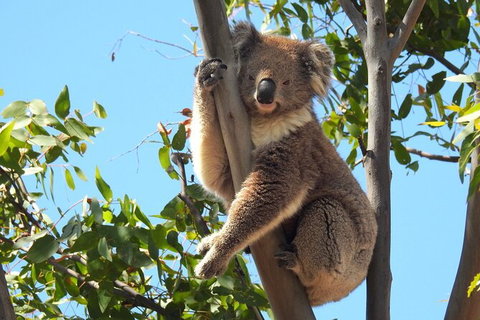 Koalas And Kangaroo In The Wild Tour From Melbourne - Attractions Melbourne 31