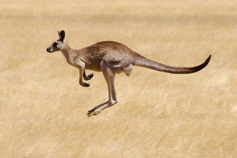 Koalas And Kangaroo In The Wild Tour From Melbourne - Attractions Melbourne 26