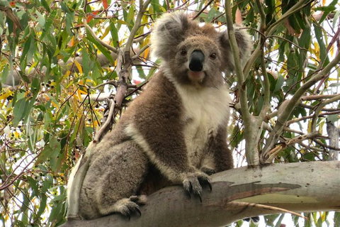 Koalas And Kangaroo In The Wild Tour From Melbourne - Attractions Melbourne 34