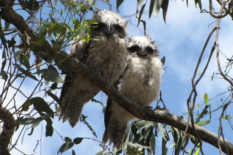 Koalas And Kangaroo In The Wild Tour From Melbourne - Attractions Melbourne 36