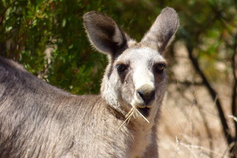 Koalas And Kangaroo In The Wild Tour From Melbourne - Attractions Melbourne 32