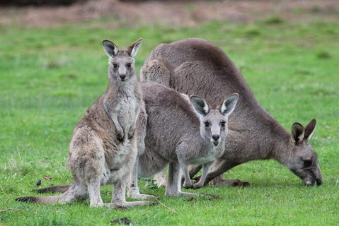 Koalas And Kangaroo In The Wild Tour From Melbourne - Attractions Melbourne 38
