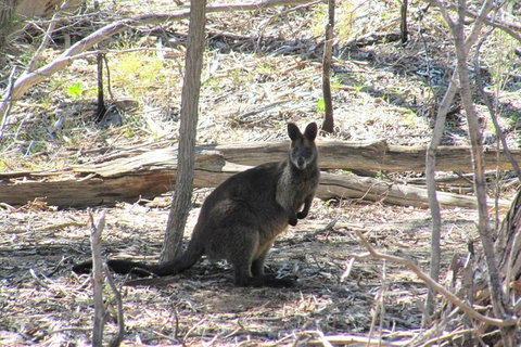 Koalas And Kangaroo In The Wild Tour From Melbourne - Attractions Melbourne 37