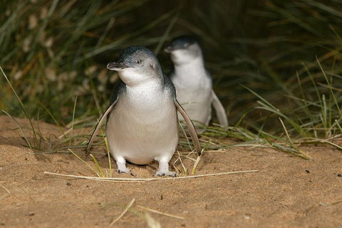 Express Expedition To Phillip Island Penguin Wildlife Encounter Evening Tour - Attractions Melbourne 0
