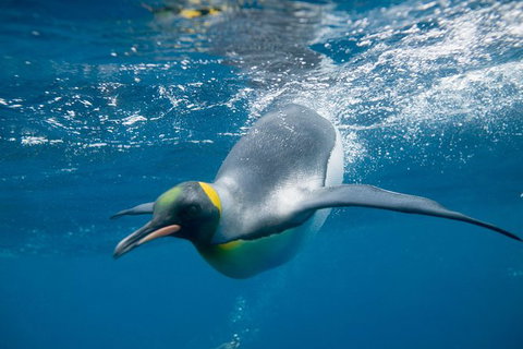 Penguin Passport At SEA LIFE Melbourne Aquarium - Attractions Melbourne 3