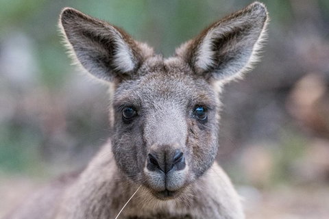 Small-Group Grampians Great Wilderness Escape Day Trip With Hiking - Attractions Melbourne 1