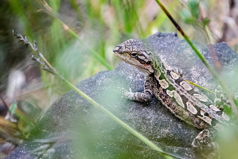 Small-Group Grampians Great Wilderness Escape Day Trip With Hiking - Attractions Melbourne 8