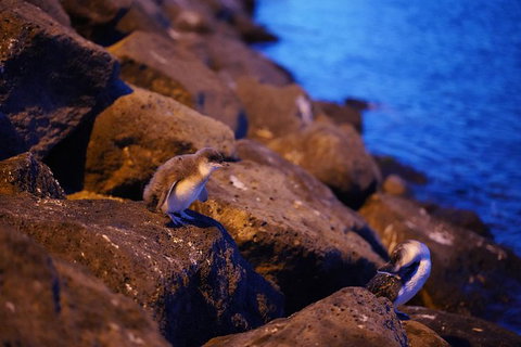 Nightlife In Melbourne: St Kilda - Attractions Melbourne 3