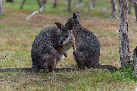 Phillip Island Penguin Parade Express Tour From Melbourne - Attractions Melbourne 1